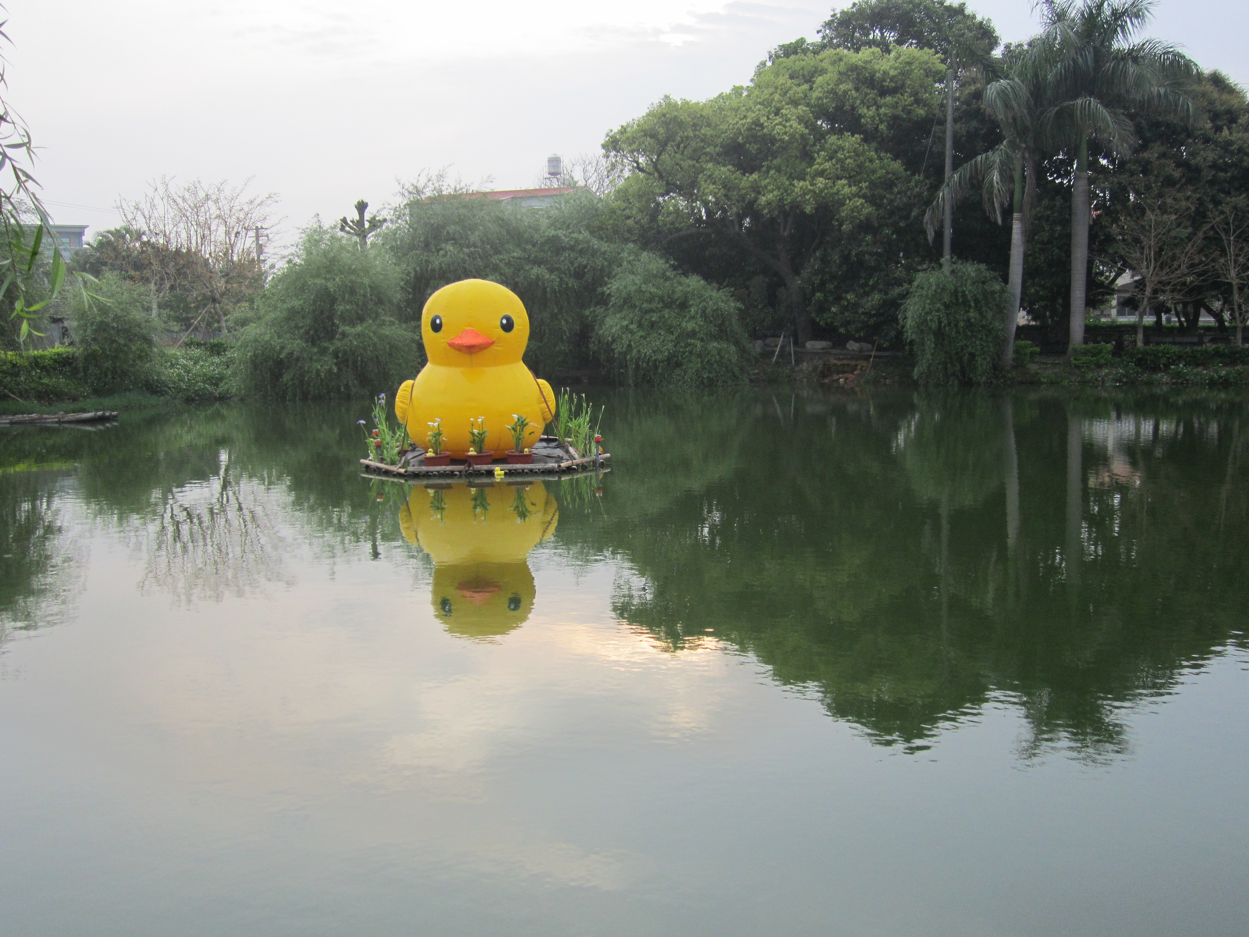 黃色小鴨