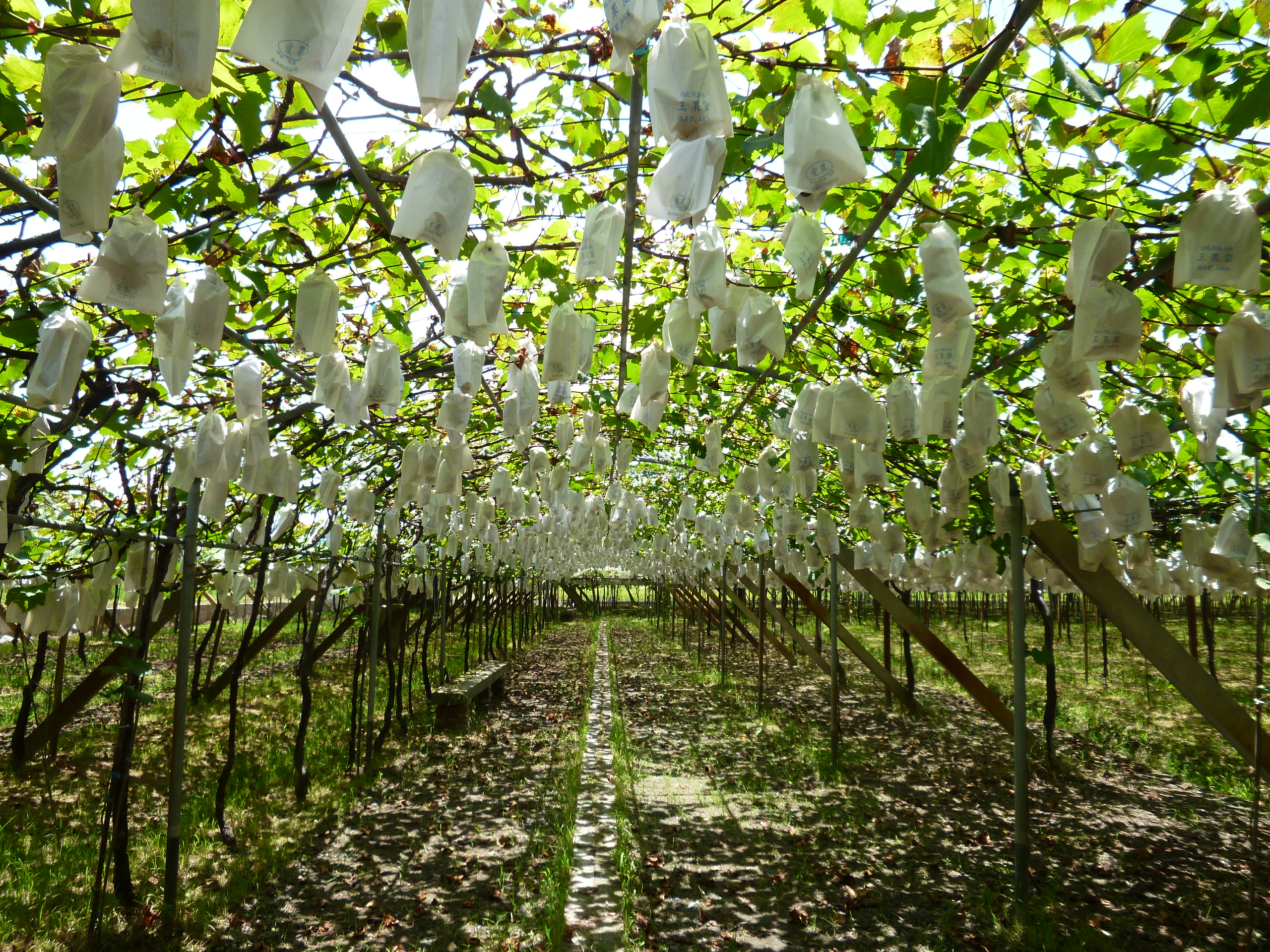 玉山農場葡萄園