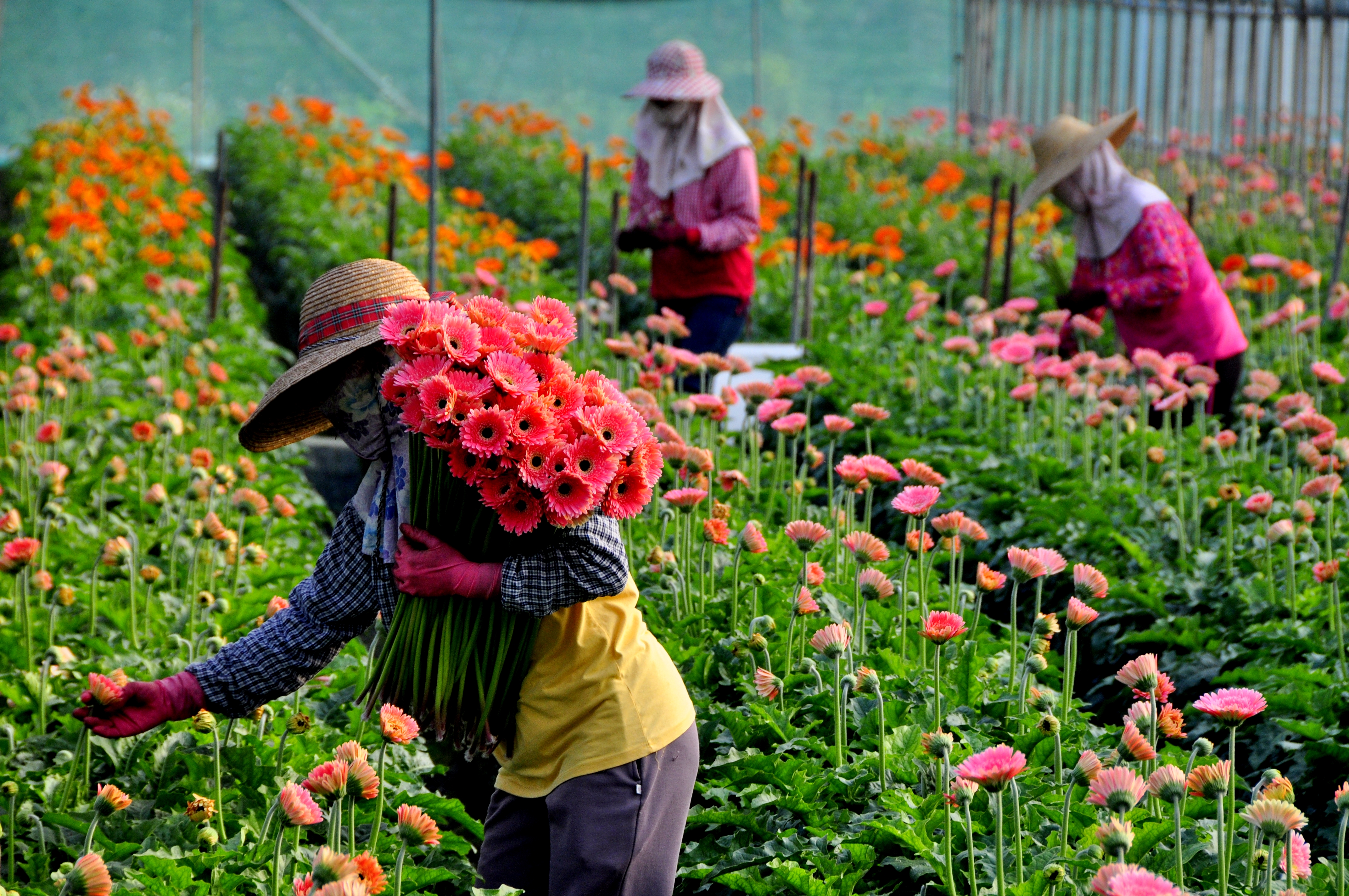 花農正忙著採收非洲菊
